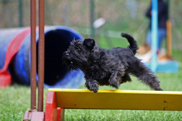 Agility