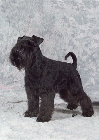 enrico1